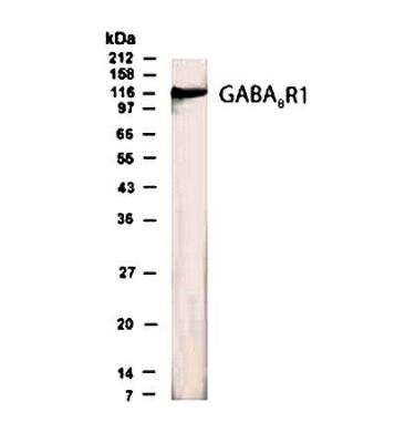Western Blot specific GABA-B R1 immunolabeling in brain lysate STJA0005688