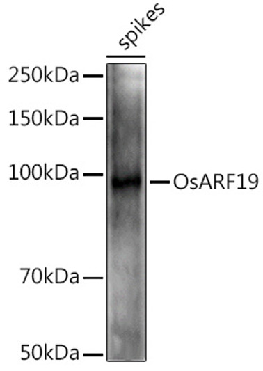 Western blot analysis of extracts of various tissues from the japonica rice (Oryza sativa L. ) variety Zhonghua 11, using OsARF19 Rabbit polyclonal antibody (STJ11104001) at 1:1000 dilution. Secondary antibody: HRP Goat Anti-Rabbit IgG (H+L) (STJS000856) at 1:10000 dilution. Lysates/proteins: 25 Mu g per lane. Blocking buffer: 3% nonfat dry milk in TBST. Detection: ECL Enhanced Kit. Exposure time: 600s.