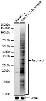 Western blot analysis of lysates from RAW264. 7 cells, using Puromycin Rabbit polyclonal antibody (STJ11104229) at 1:2000 dilution. Secondary antibody: HRP Goat Anti-Rabbit IgG (H+L) (STJS000856) at 1:10000 dilution. Lysates/proteins: 25 Mu g per lane. Blocking buffer: 3% nonfat dry milk in TBST. Detection: ECL Basic Kit. Exposure time: 10s.