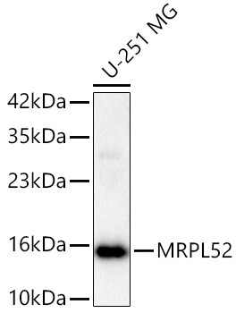 Western blot analysis of lysates from U-251 MG cells using [KD Validated] MRPL52 Rabbit polyclonal antibody (STJ11105663) at 1:1000 dilution. Secondary antibody:HRP Goat Anti-Rabbit IgG (H+L) (STJS000856) at 1:10000 dilution. Lysates/proteins: 25  Mu g per lane. Blocking buffer: 3% nonfat dry milk in TBST. Detection:ECL Basic Kit. Exposuretime:45s.