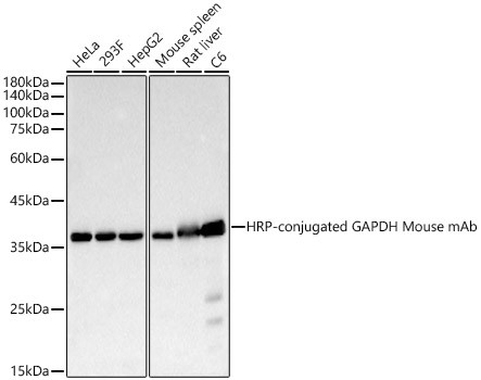 Anti-GAPDH antibody HRP conjugated primary STJ11105762