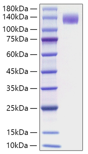 Mouse FLT-3/FLK-2 protein (Recombinant) (C-hFC) (STJP002476)