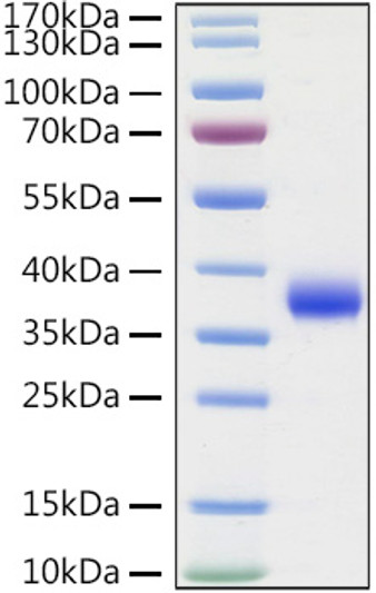Recombinant SARS-COV-2 Spike RBD (L452R, E484Q) Protein was determined by SDS-PAGE with Coomassie Blue, showing a band at 36kDa.