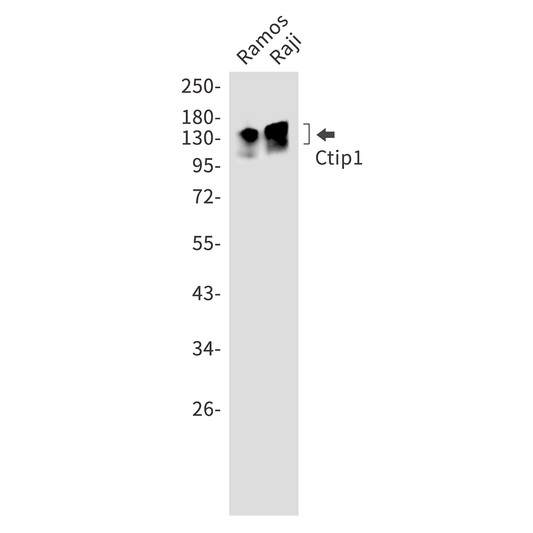 Ctip1 antibody western blot Ramos Raji STJA0011178