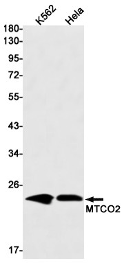 MTCO2 antibody western blot K562 HeLa STJA0011624