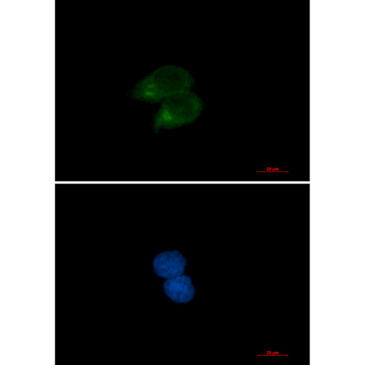 CLSTN1 antibody immunocytochemistry HeLa cells STJA0012324
