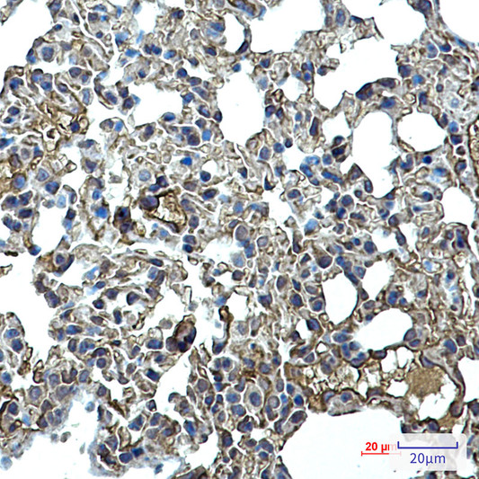 ICAM2 antibody immunohistochemistry mouse lung STJA0012421