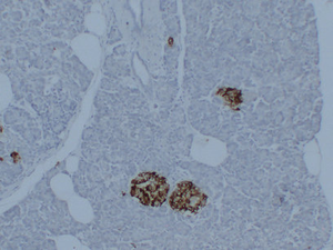Anti-Synaptophysin antibody [SM5014] (STJA0005014)