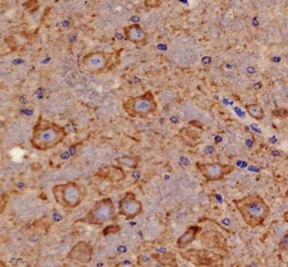 Immunohistochemistry of paraffin embedded mouse brain using COX4 at dilution of 1:1000
