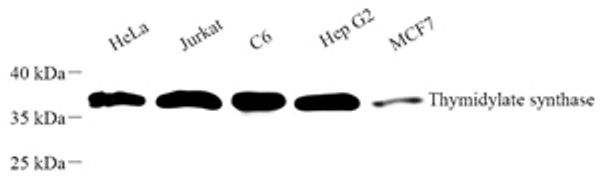 Western blot analysis of Thymidylate at dilution of 1:1000
