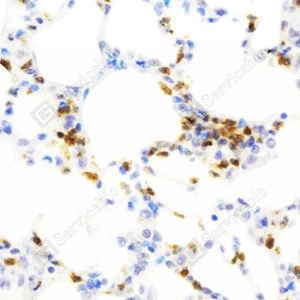 Immunohistochemistry analysis of Myeloperoxidase. Sample: Rat lung injury, 4% PFA 12-24h. Antigen retrieval: Citrate buffer, pressure cooker 2 min. Primary antibody: 1:1000, 4C overnight. Secondary antibody: HRP conjugated Goat Anti-Rabbit lgG, 1:200, RT, 1h.