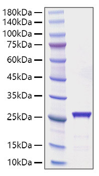 Recombinant Rat CNTF Protein was determined by SDS-PAGE with Coomassie Blue, showing bands at 26 kDa.