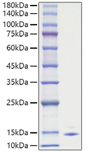 Recombinant Human CCL5/RANTES Protein was determined by SDS-PAGE with Coomassie Blue, showing a band at 10-15 kDa.