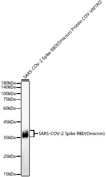 Western blot analysis of lysates from SARS-COV-2 Spike RBD (Omicron) Protein COV-VM1RO, using SARS-COV-2 Spike RBD (Omicron) Protein pAb (STJ11106838) at 1:3000 dilution. <br/>Secondary antibody: HRP-conjugated Goat anti-Rabbit IgG (H+L) (STJS000856) at 1:10000 dilution. <br/>Lysates/proteins: 200ng per lane. <br/>Blocking buffer: 3% nonfat dry milk in TBST. <br/>Detection: ECL Basic Kit <br/>Exposure time: 24s.