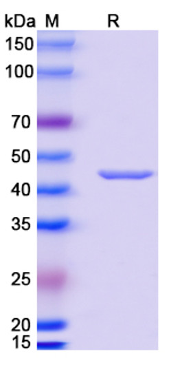 Anti-MPXV A29L-strain Zaire-96-I-16 antibody [P2G3] (STJA0019592)