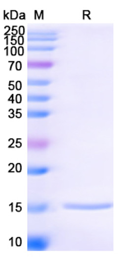 Anti-HIV1 Surface protein gp120 nanobody [SAA0882] (STJN000429)