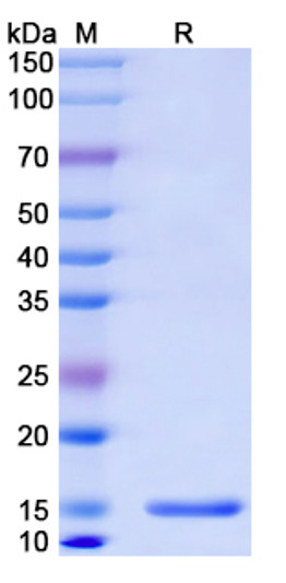 Anti-TACSTD2/TROP2 nanobody [SAA2054] (STJN000569)