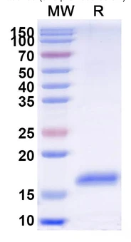 Anti-CD337/NKp30 nanobody [VHH2] (STJN000629)