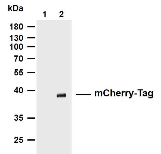 Western Blot (WB): Whole extracts were separated by 10% SDS-PAGE, and the membrane was blotted with anti-mCherry-Tag STJA0038231