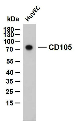 Western Blot (WB): HuVEC whole cell lysates were separated by 10% SDS-PAGE, and the membrane was blotted with STJA0038910