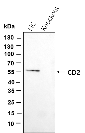 Western blot analysis of lysates from Jurkat WT and shRNA-treated STJA0038920