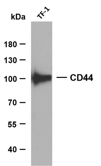 Western Blot (WB): Whole cell lysates were separated by 10% SDS-PAGE, and the membrane was blotted with anti-CD44 STJA0038933