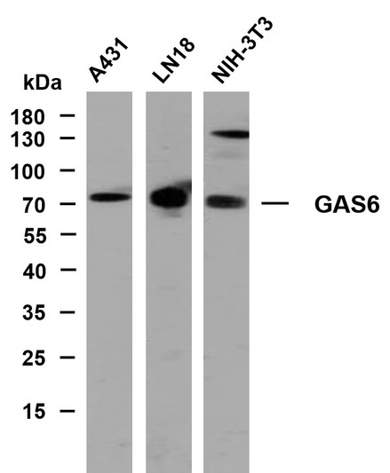 Western Blot (WB): Various whole cell lysates were separated by 10% SDS-PAGE, and the membrane was blotted with STJA0038938