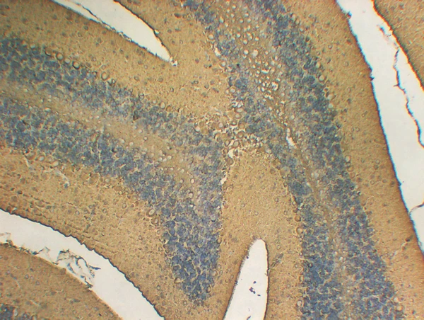 Immunohistochemistry - Paraffin (IHC-P): Mouse brain tissue was stained with Anti-tubulin β2 (PTR2377) antibody. STJA0038948
