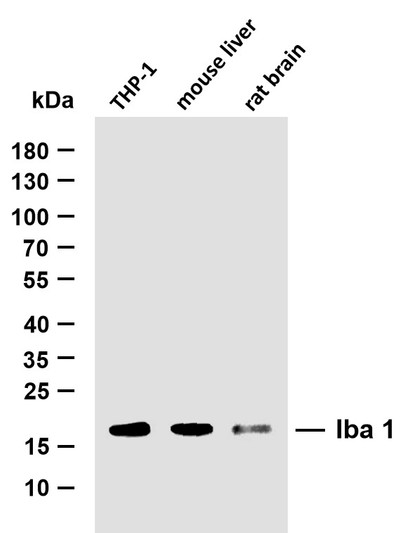 Western Blot (WB): Various whole cell lysates were separated by 10% SDS-PAGE, and the membrane was blotted with STJA0038953