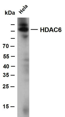 Western Blot (WB): Whole cell lysates were separated by 10% SDS-PAGE, and the membrane was blotted with anti-HDAC6 STJA0039006