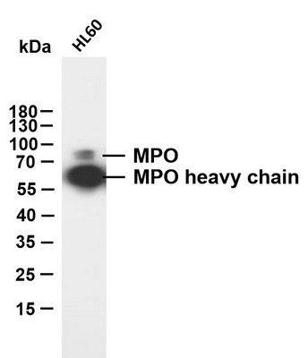 Western Blot (WB): HL60 whole cell lysates were separated by 12% SDS-PAGE, and the membrane was blotted with anti-MPO STJA0039013
