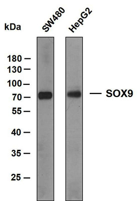 Western Blot (WB): Various whole cell lysates were separated by 10% SDS-PAGE, and the membrane was blotted with STJA0039027
