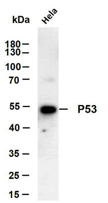 Western Blot (WB): HeLa whole cell lysates were separated by 10% SDS-PAGE, and the membrane was blotted with anti-P53 STJA0039033