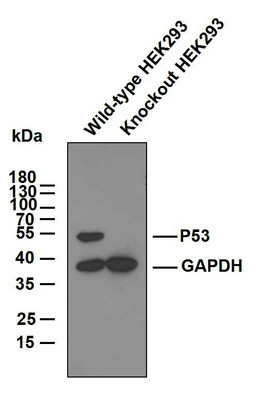 Western Blot (WB): P53 knockout and wild-type HEK293 whole cell lysates were separated by 10% SDS-PAGE, and the STJA0039074