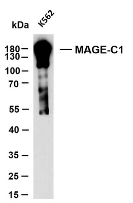 Western Blot (WB): K562 whole cell lysates were separated by 10% SDS-PAGE, and the membrane was blotted with STJA0039075