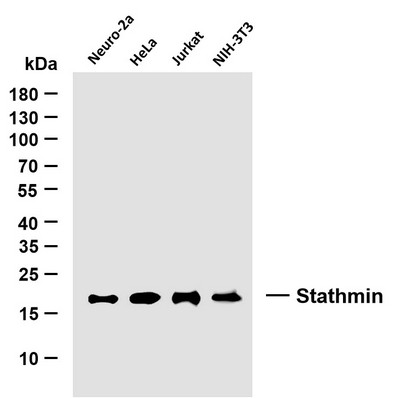 Western Blot (WB): Various whole cell lysates were separated by 10% SDS-PAGE, and the membrane was blotted with STJA0039078