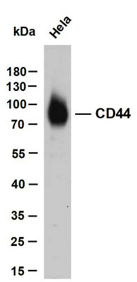 Western Blot (WB): HeLa whole cell lysates were separated by 10% SDS-PAGE, and the membrane was blotted with anti-CD44 STJA0039080