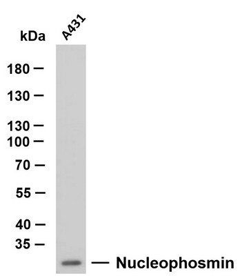 Western Blot (WB): A431 whole cell lysates were separated by 10% SDS-PAGE, and the membrane was blotted with STJA0039082