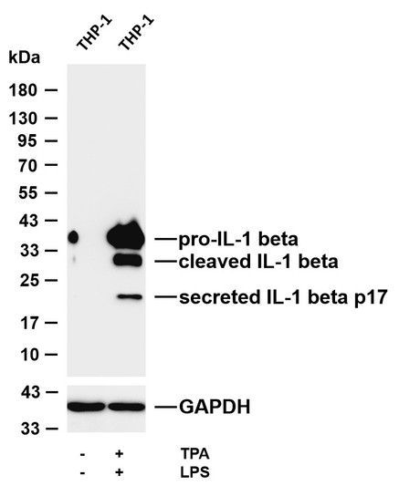 Western Blot (WB): Various whole cell lysates were separated by 4-20% SDS-PAGE, and the membrane was blotted with STJA0040350