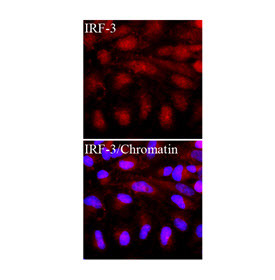 ICC IF of human HeLa cells stained with IRF3 antibody and Hoechst 33342 nuclear stain