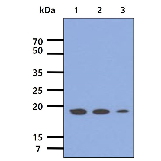 Western blot showing human MRPS25 antibody detection in HepG2 cell lysates at multiple dilutions