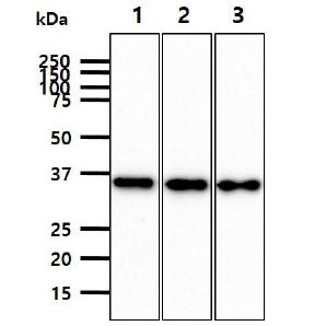Western blot of human JAM-B VE-JAM antibody STJA0041879 across K562 LNCaP and A549 cell lysates