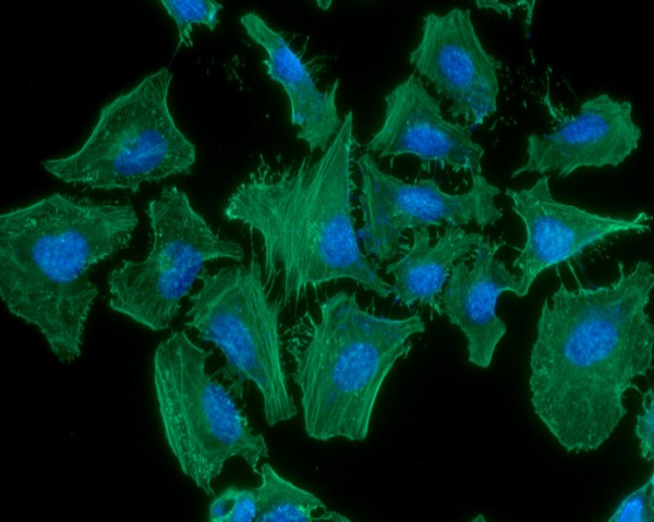 ICC IF of human Actin ACTA1 in HeLa cells with Alexa Fluor 488 and DAPI staining