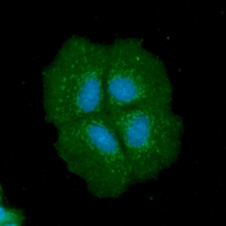 ICC IF of FABP1 L-FABP in Hep3B cells with Alexa Fluor 488 and DAPI staining