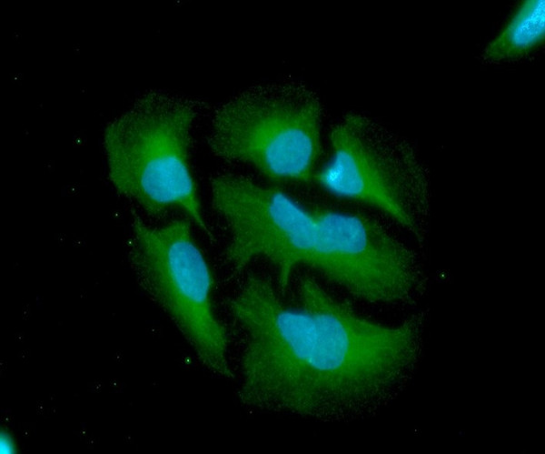 ICC IF of ISG15 in HeLa cells stained with STJA0041916 antibody Alexa Fluor 488 secondary antibody and DAPI nuclear stain