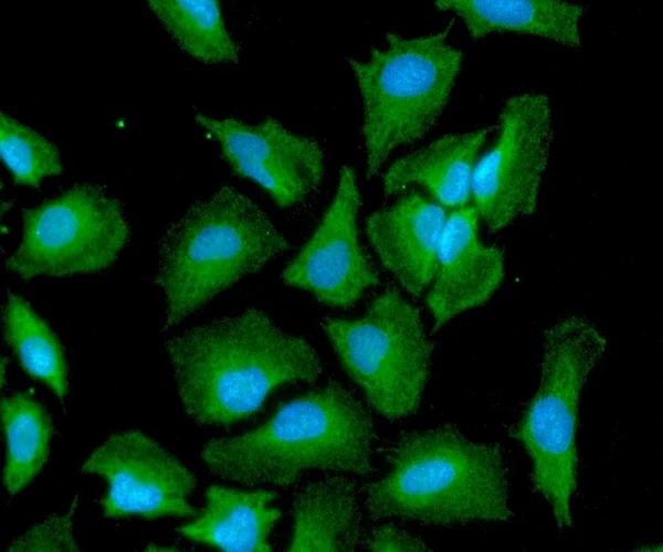 ICC IF of GRP78 HSPA5 in HeLa cells with Alexa Fluor 488 and DAPI staining