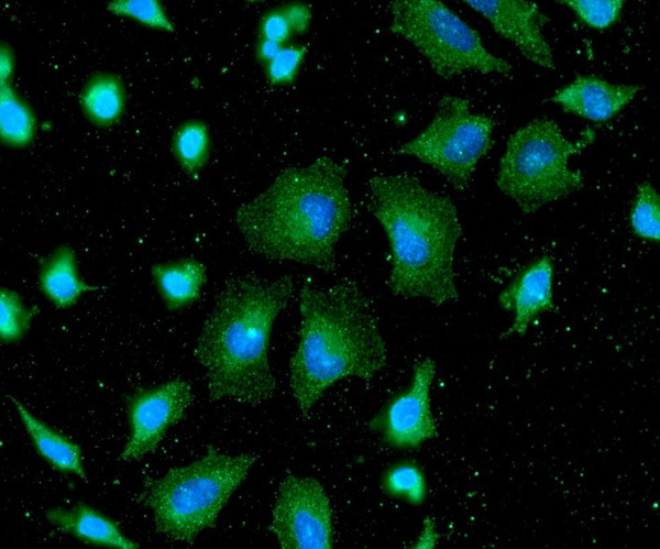 ICC IF of Podoplanin in HeLa cells stained with STJA0041944 antibody Alexa Fluor 488 secondary antibody and DAPI nuclear stain
