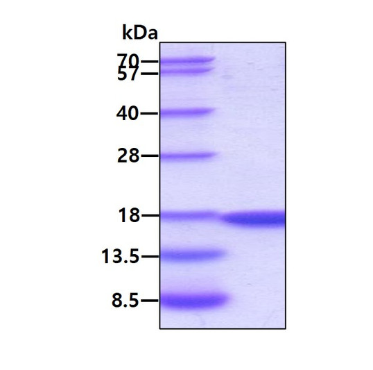 SDS-PAGE gel of recombinant human SUMO2 protein under reducing conditions stained with Coomassie blue