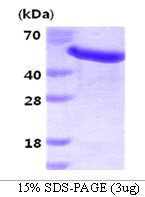 SDS-PAGE gel of recombinant human GAS7 protein under reducing conditions with Coomassie blue staining