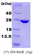 SDS-PAGE gel of recombinant human 4-1BB Ligand TNFSF9 protein under reducing conditions